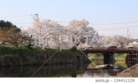 北須川・今出川の桜並木 134412129