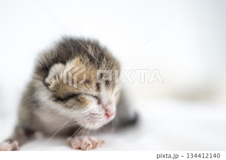 Closeup of Tiny cute baby kitten 134412140