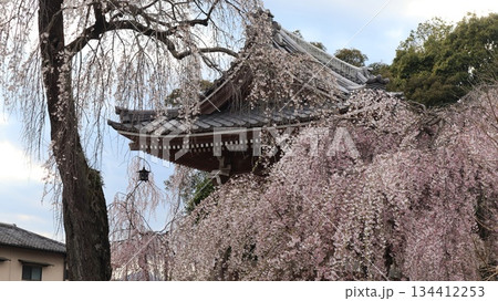 お寺のしだれ桜　唯信寺 134412253