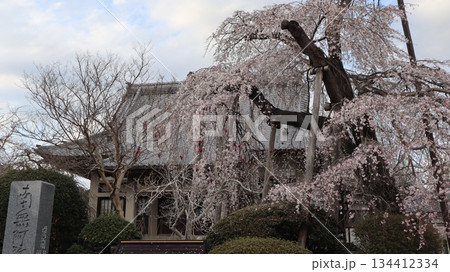 お寺に咲くしだれ桜　光明寺 134412334