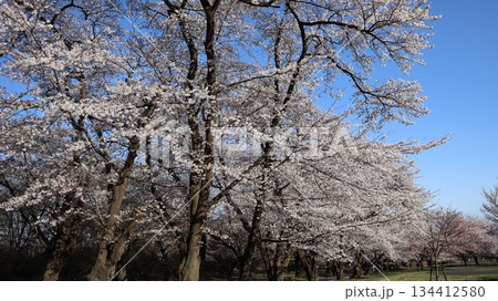 青空に映える満開の桜 赤城南面千本桜 青空に映える満開の桜 赤城南面千本桜 134412580