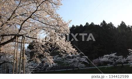 北須川・今出川の桜並木 134412599