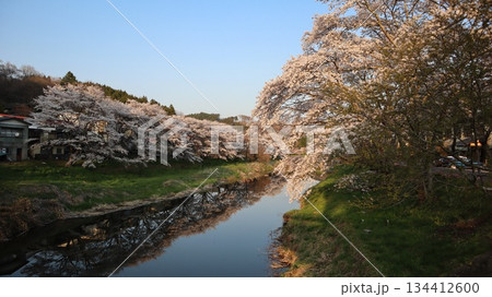 満開の桜と水面に映る景色 　いしかわ桜谷 134412600