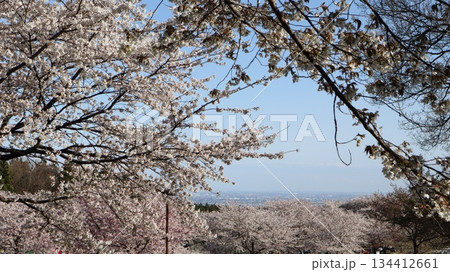 桜のある風景　赤城南面千本桜 134412661