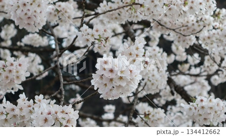 満開になった桜の花 134412662