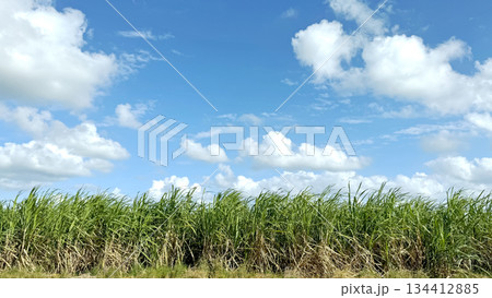 沖縄の風景　さとうきび畑 134412885