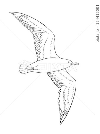 Flying seagull bird outline illustration with wings spread in side view isolated on white background for coloring book or educational wildlife material Flying seagull bird outline illustration with wings spread in side view isolated on white background for coloring book or educational wildlife material 134413001