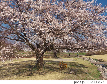 桜満開の安曇野ちひろ公園トットちゃん広場 桜満開の安曇野ちひろ公園トットちゃん広場 134413423