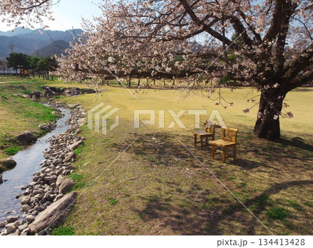 桜満開の安曇野ちひろ公園トットちゃん広場 桜満開の安曇野ちひろ公園トットちゃん広場 134413428