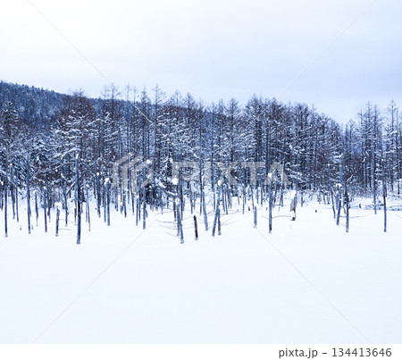 雪に覆われた冬の北海道美瑛町にある青い池の風景 134413646
