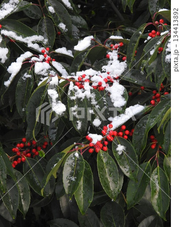 ナナミノキの果実に積雪 ナナミノキの果実に積雪 134413892