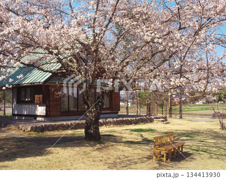 桜満開の安曇野ちひろ公園　ちひろの黒姫山荘 134413930