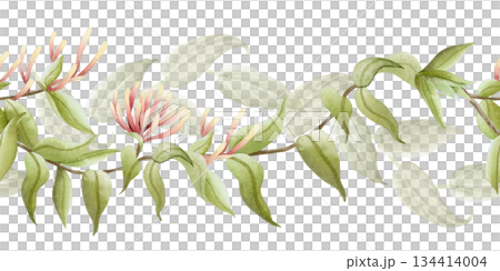 Watercolor honeysuckle vine branch seamless border isolated on white. Pastel green, beige and pink spring climbing flowers with liana plant for summer blooming floral designs and fragrant goods Watercolor honeysuckle vine branch seamless border isolated on white. Pastel green, beige and pink spring climbing flowers with liana plant for summer blooming floral designs and fragrant goods 134414004