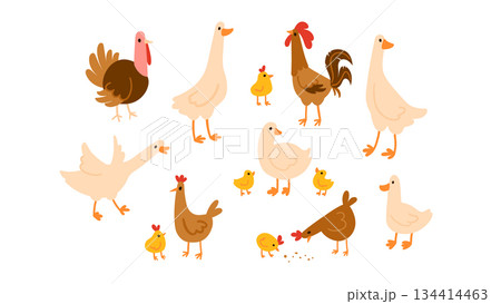 Set of cute domesticated farm birds in different poses isolated on white. Hens, chicks, rooster, geese, ducks, ducklings, turkey. Suitable for kids content, farm themes, and animal projects 134414463