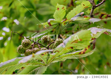 Thorny chestnut fruits. Close-up of a chestnut. 134414501