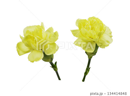 Set of two yellow carnation flowers isolated on white background. Profile view. 134414848