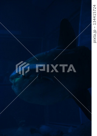 マンボウ 134415724