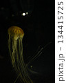 クラゲ 134415725