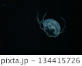 クラゲ 134415726