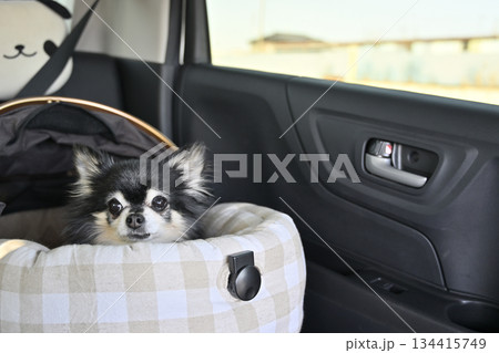 ペットカートのコット(カゴ)をシートベルトで固定してドライブベッドに 愛犬とドライブ チワワ ペットカートのコット(カゴ)をシートベルトで固定してドライブベッドに 愛犬とドライブ チワワ 134415749