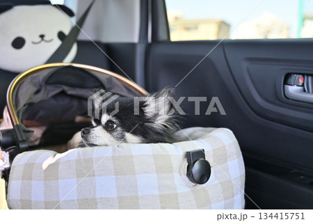 ペットカートのコット(カゴ)をシートベルトで固定してドライブベッドに 愛犬とドライブ チワワ ペットカートのコット(カゴ)をシートベルトで固定してドライブベッドに 愛犬とドライブ チワワ 134415751