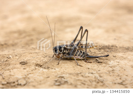 Black and brown cricket on dirt ground. Insect wildlife and nature fauna for education and biology study. Macro shot of bug. 134415850
