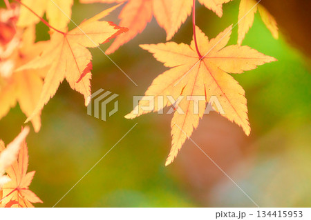 鮮やかなオレンジ色に色づくモミジの葉紅葉 鮮やかなオレンジ色に色づくモミジの葉紅葉 134415953