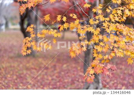 晩秋の二条城 庭園の紅葉 京都市中京区 晩秋の二条城 庭園の紅葉 京都市中京区 134416046
