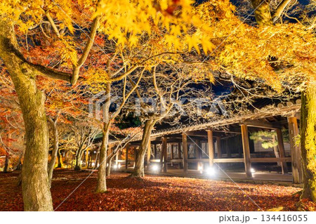 晩秋の東福寺 ライトアップされた通天橋 京都府京都市 晩秋の東福寺 ライトアップされた通天橋 京都府京都市 134416055