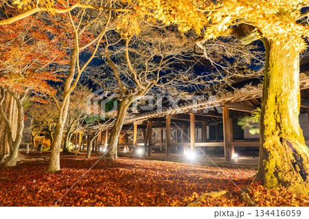 晩秋の東福寺 ライトアップされた通天橋 京都府京都市 晩秋の東福寺 ライトアップされた通天橋 京都府京都市 134416059