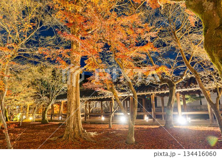 晩秋の東福寺　ライトアップされた通天橋　京都府京都市 134416060