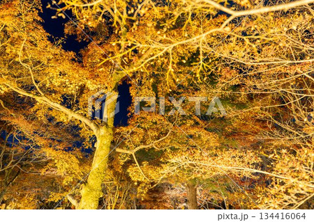 晩秋の東福寺　ライトアップされた庭園　京都府京都市 134416064