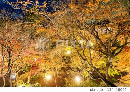 晩秋の東福寺 ライトアップされた通天橋 京都府京都市 晩秋の東福寺 ライトアップされた通天橋 京都府京都市 134416065