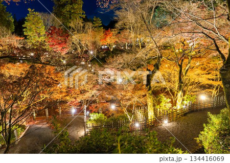 晩秋の東福寺 ライトアップされた庭園 京都府京都市 晩秋の東福寺 ライトアップされた庭園 京都府京都市 134416069