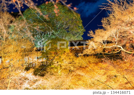晩秋の東福寺　ライトアップされた通天橋　京都府京都市 134416071