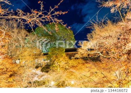 晩秋の東福寺　ライトアップされた通天橋　京都府京都市 134416072
