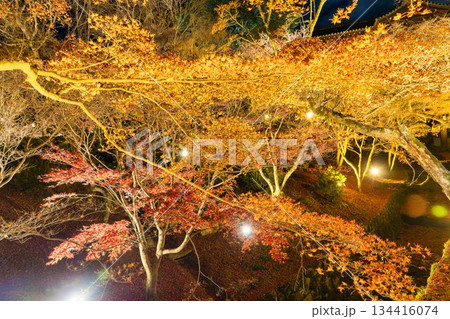 晩秋の東福寺　ライトアップされた庭園　京都府京都市 134416074