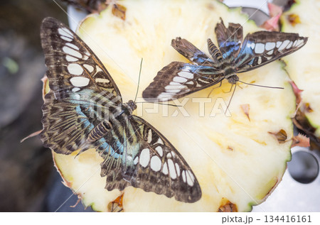 【シンガポール】シンガポール・チャンギ国際空港内のバタフライガーデンの輪切りのパイナップルに佇む蝶 134416161