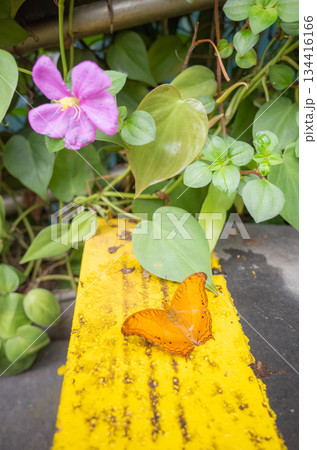 【シンガポール】シンガポール・チャンギ国際空港内のバタフライガーデンの花の側に佇むオレンジ色の蝶 【シンガポール】シンガポール・チャンギ国際空港内のバタフライガーデンの花の側に佇むオレンジ色の蝶 134416166