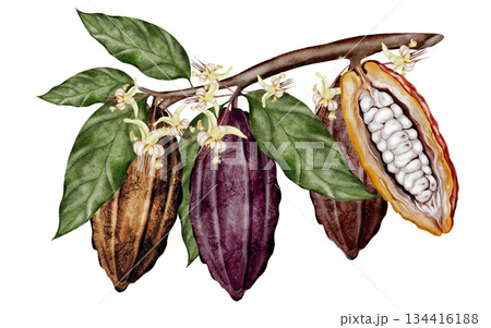 Cocoa beans on a branch with leaves and flowers. Botanical clip art. Perfect for decorating chocolate, cocoa products, and cosmetics. Cocoa beans on a branch with leaves and flowers. Botanical clip art. Perfect for decorating chocolate, cocoa products, and cosmetics. 134416188