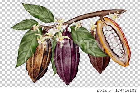 Cocoa beans on a branch with leaves and flowers. Botanical clip art. Perfect for decorating chocolate, cocoa products, and cosmetics. Cocoa beans on a branch with leaves and flowers. Botanical clip art. Perfect for decorating chocolate, cocoa products, and cosmetics. 134416188