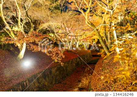 晩秋の東福寺 ライトアップされた庭園 京都府京都市 晩秋の東福寺 ライトアップされた庭園 京都府京都市 134416246