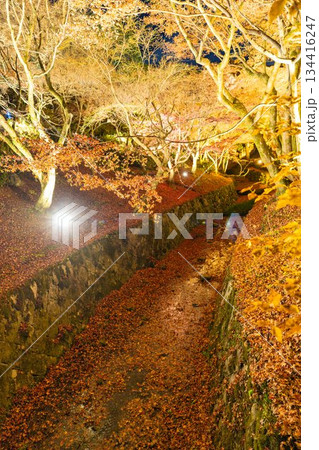 晩秋の東福寺 ライトアップされた庭園 京都府京都市 晩秋の東福寺 ライトアップされた庭園 京都府京都市 134416247