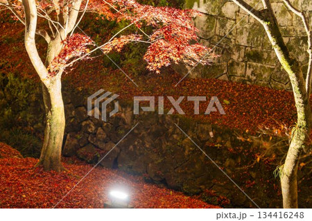 晩秋の東福寺　ライトアップされた庭園　京都府京都市 134416248
