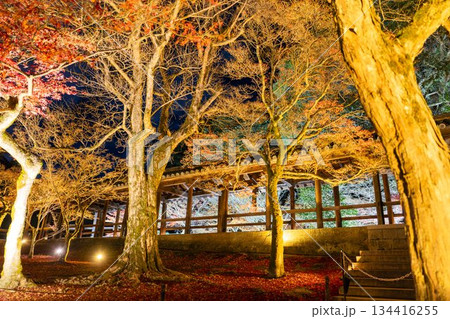 晩秋の東福寺　ライトアップされた通天橋　京都府京都市 134416255