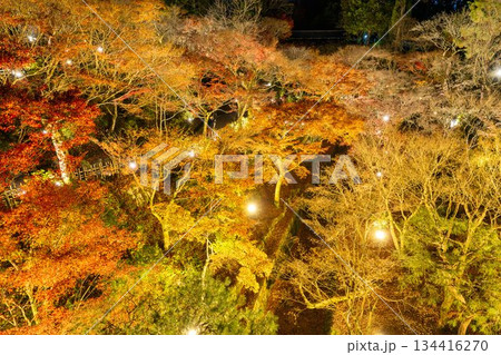晩秋の東福寺 ライトアップされた庭園 京都府京都市 晩秋の東福寺 ライトアップされた庭園 京都府京都市 134416270