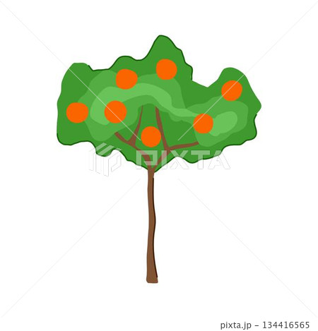 Orange fruit tree growing citrus cartoon illustration Orange fruit tree growing citrus cartoon illustration 134416565