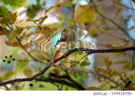 Birds of Olkhon Island.In the foreground is a small, grey bird sitting on a branch with autumn leaves. 134416786