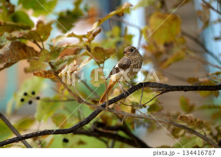In the foreground is a small, grey bird sitting on a branch with autumn leaves.Birds of Olkhon Island. 134416787