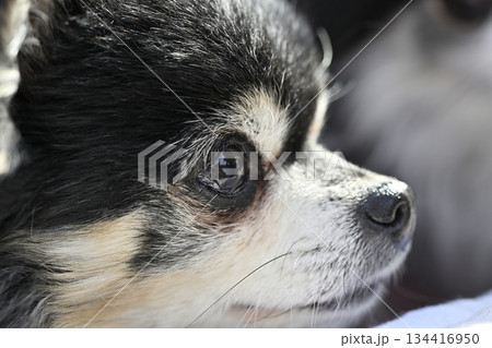 高齢犬の顔のアップ　チワワ 134416950